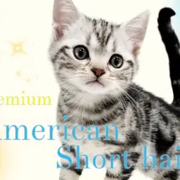 【 アメリカンショートヘア 】ルックス性格柄全て良し!プレミアム認定にゃんこ!