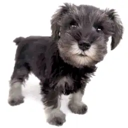 ミニチュア・シュナウザー