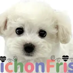 【 ビションフリーゼ 】魅力満載!フレンドリーな性格で生活を明るく照らす女の子!