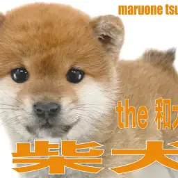 【 柴犬 】くまさん顔のthe 和犬、可愛いらしい女の子！