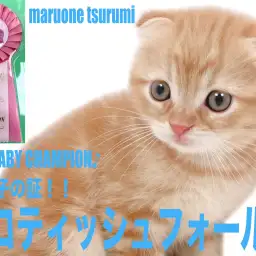 【 スコティッシュフォールド 】ZCCのBABYチャンピオンの美麗な男の子！