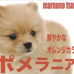 【 ポメラニアン 】鮮やかで美しいオレンジカラーの女の子!
