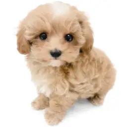 MIX（マルチーズ×トイプードル）