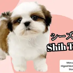 【 シーズー 】の魅力｜初心者向け・抜け毛少ない魅力たっぷりな人気犬種を紹介！