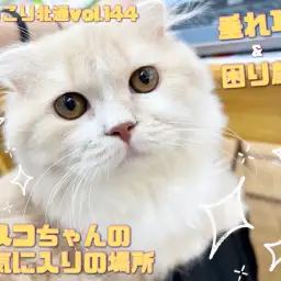 【 ほっこり北通vol.144 】困り顔スコティッシュくんの一番お気に入りの場所