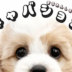 【 MIX 】SNSでも大人気！生後2ヶ月のマルワンのキャバションをお見逃しなく