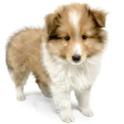 シェットランドシープドッグ