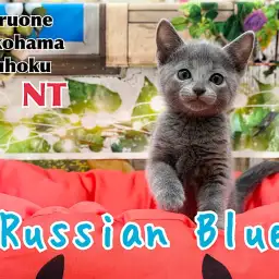 【 ロシアンブルー 】美しいブルー被毛のぽっちゃりな甘えん坊|港北NT店最新情報