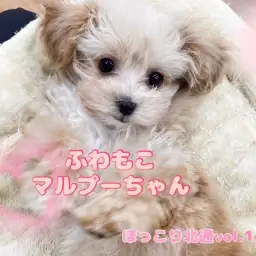 【 ほっこり北通vol.142 】触り心地抜群なフレンドリーマルプーちゃん!