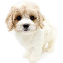 MIX（キャバリアキングチャールズスパニエル×ビションフリーゼ）