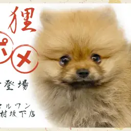【 ポメラニアン 】オレンジセーブルのたぬき顔ポメちゃんが志村坂下店に登場!!!