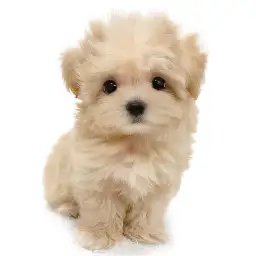 MIX（マルチーズ×トイプードル）