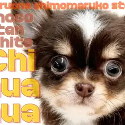 【 チワワ 】抜群の可愛さが永遠に続く?人が好きな小さめチョコタンドワーフの女子