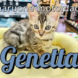 【 ジェネッタ 】ヒョウ柄で短足なレアキャットが横浜元町にやってきた！