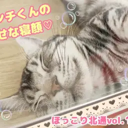 【 ほっこり北通vol.137 】癒される!マンチカンくんの幸せな寝顔