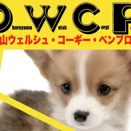 【 コーギー 】きれいなブレーズ模様と白い靴下のおしゃれロイヤルドッグ!