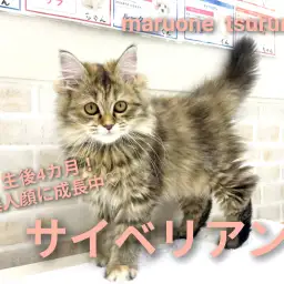 【 サイベリアン 】生後4ヵ月！美人ちゃんに成長中！