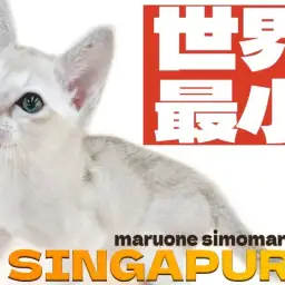 【 シンガプーラ 】小さな体に秘めた大きな愛!ウルトラ甘えん坊な男の子