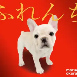 【 フレンチブルドッグ 】明るくコミカルで笑いが絶えない！クリームの男の子登場！