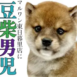 【 豆柴 】ころんとしたフォルムに魅力がギュッと詰まったこぐま系男子！