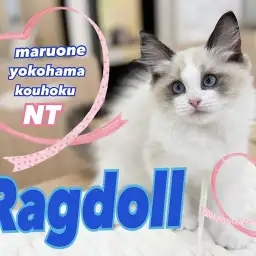 【 ラグドール 】ブルーの瞳が印象的なリアルぬいぐるみにゃんこ登場！