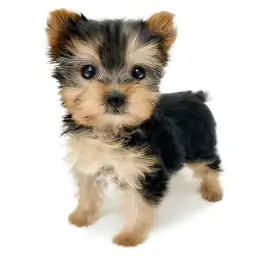 ヨークシャーテリア