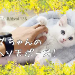 【 ほっこり北通Vol. 135 】余裕のへそ天ポーズ！癒し度満点激かわラグちゃん！