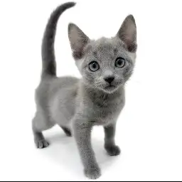 ロシアンブルー