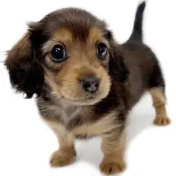 カニンヘン・ダックスフント