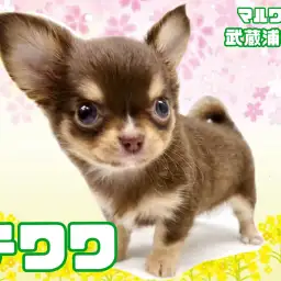 【 チワワ 】大人気のチョコレートタンカラー！小さめサイズの女の子！