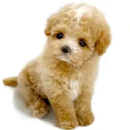 MIX（マルチーズ×トイプードル）