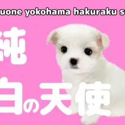 【 マルチーズ 】両親体重2kg台！小さめサイズの甘え上手な女の子！