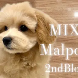 【 マルプー 】激カワマルプーさん!生後4ヶ月を迎え可愛さと逞しさUP!