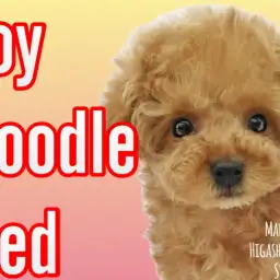 【 トイプードル 】優しいお顔に抜群なスタイルの女の子が東京都荒川区に登場!