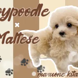 【 プーマル 】可愛さ無限大！究極のアイドルフェイスを持つ大人気MIX犬！