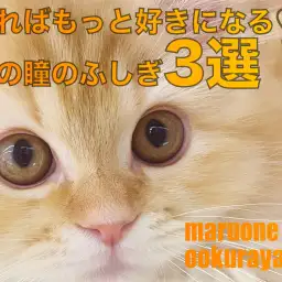 【猫の目】たくさんの秘密あり！？ 知ればもっと好きになる、猫の瞳のふしぎ3選！