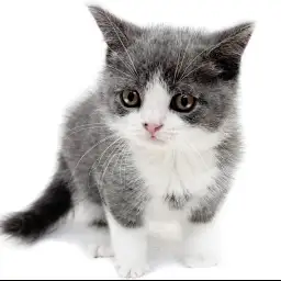 ブリティッシュショートヘア