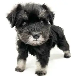 ミニチュア・シュナウザー