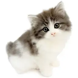 ノルウェージャンフォレストキャット