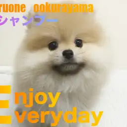 【 ポメラニアン 】濡れると・・・だれ?初シャンプーしたポメちゃん!!