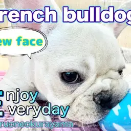 【 フレンチブルドッグ 】はじめまして！ぺちゃ顔王子はボールさばきが上手かった！