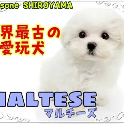 【 マルチーズ 】世界最古の愛玩犬！純白カラーが美しいマルちゃん
