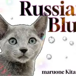 【 ロシアンブルー 】美しい群青の被毛と甘えん坊な性格を持つ理想の家族猫!