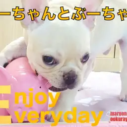 【 フレンチブルドッグ 】遊び好きなフレブルちゃんにぴったりなおもちゃ！！