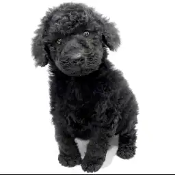 スタンダード・プードル