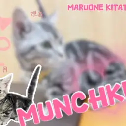 【 マンチカン 】2nd成長ブログ!短足界の奇跡、社交性抜群にゃんこに密着!