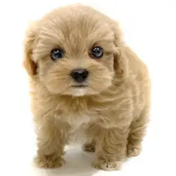 MIX（トイプードル×マルチーズ）