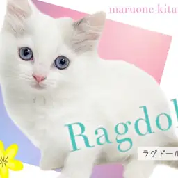 【 ラグドール 】可愛さと美しさを兼ね揃えた青い瞳を持つ美少女にゃんこ！