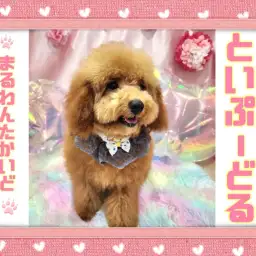 【 トイプードル 】歴代トイプー史上トップクラスの爆毛！念願のお外デビュー！