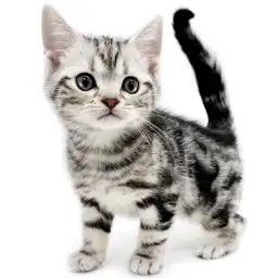 アメリカンショートヘア